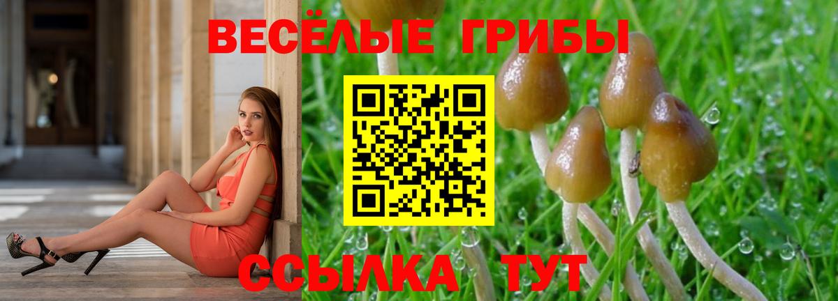 Братск  Галлюциногенные грибы Psilocybe  Вход с VPN  дарнет шоп  Псилоцибиновые грибы мицелий 